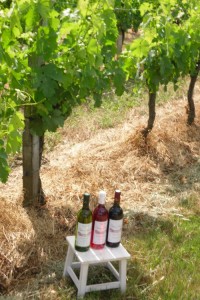 vigne blanc,rosé, rouge